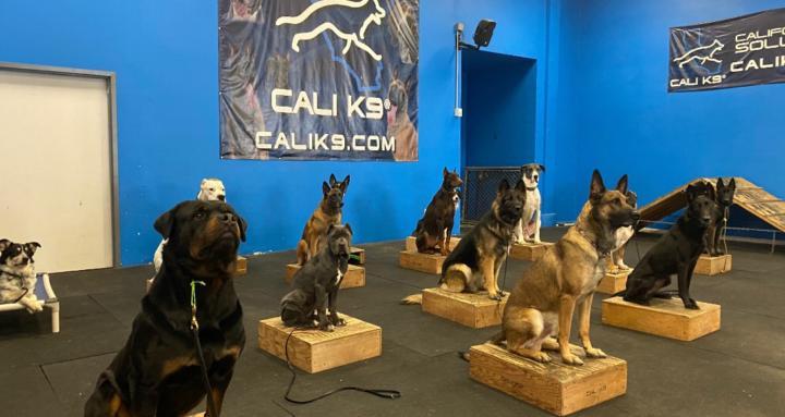 Cali K9 Dog Training 